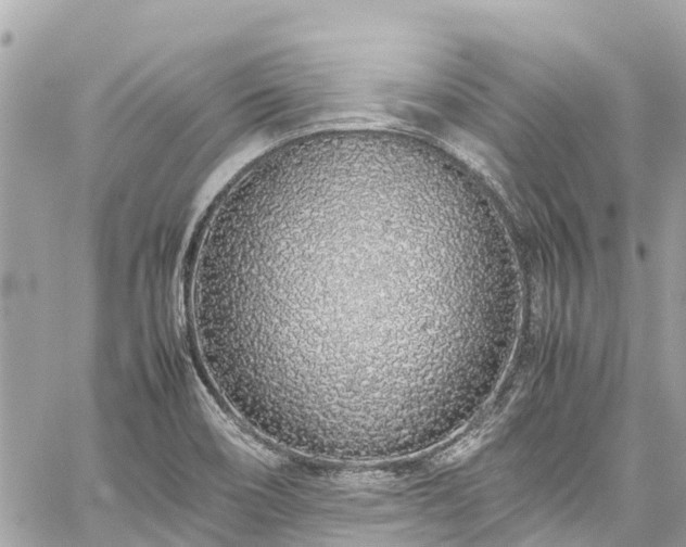 X0000059831466200510241408