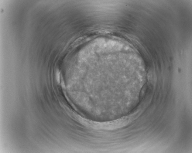 X0000059840046200511181524