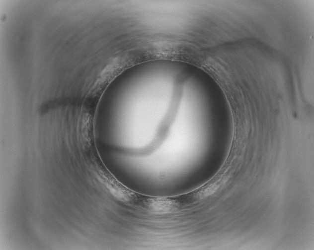 X0000059850336200510211219