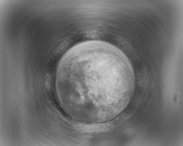 X0000059850036200510241515