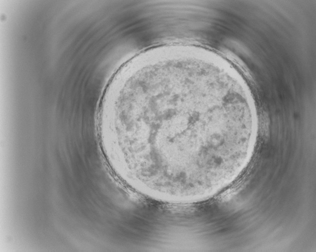 X0000059850856200511111809