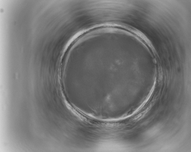 X0000059850958200511111808