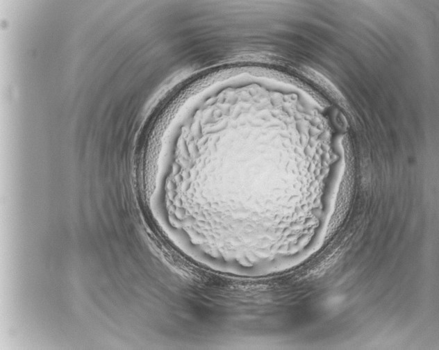 X0000059851043200511111806