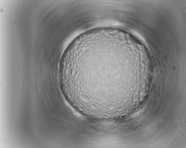 X0000059851103200511111804