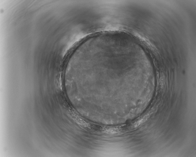 X0000059851262200511111802