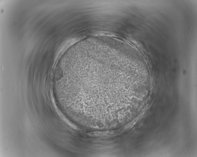 X0000059850049200511181548