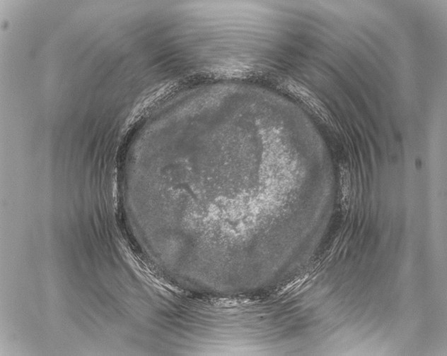 X0000059850494200511181542