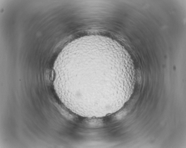 X0000059850670200511181540