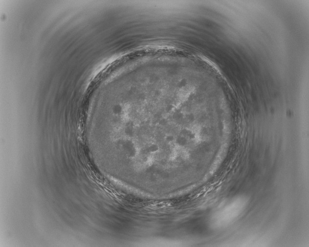 X0000059850823200511181536