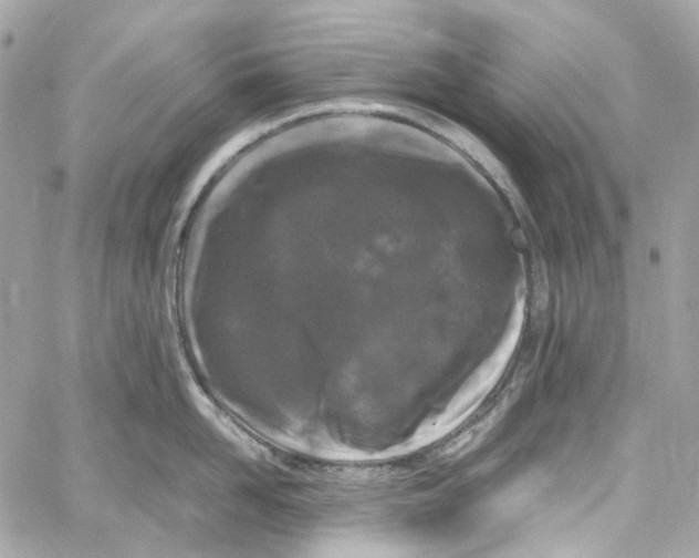 X0000059850958200511181535