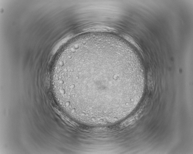 X0000059851067200511181532