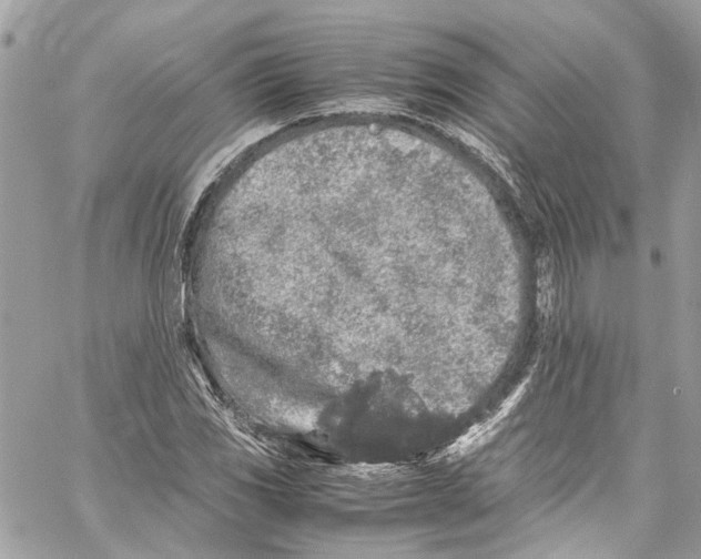 X0000059851117200511181531