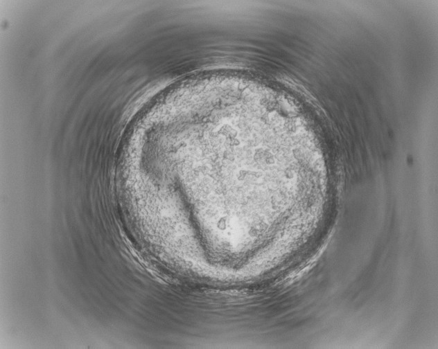 X0000059851121200511181531