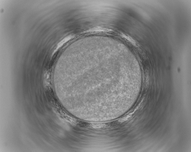 X0000059851258200511181529