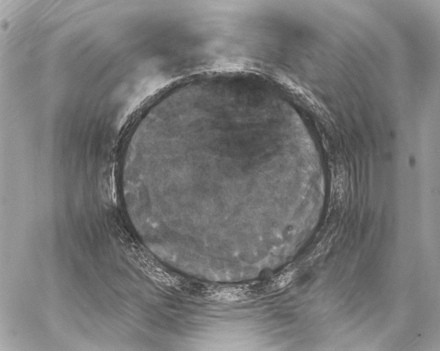 X0000059851262200511181529