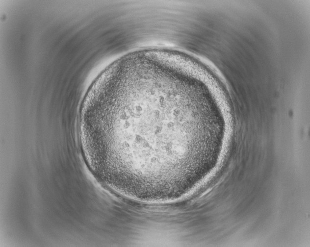 X0000059851295200511181529