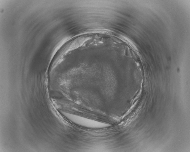 X0000060220907200511181209
