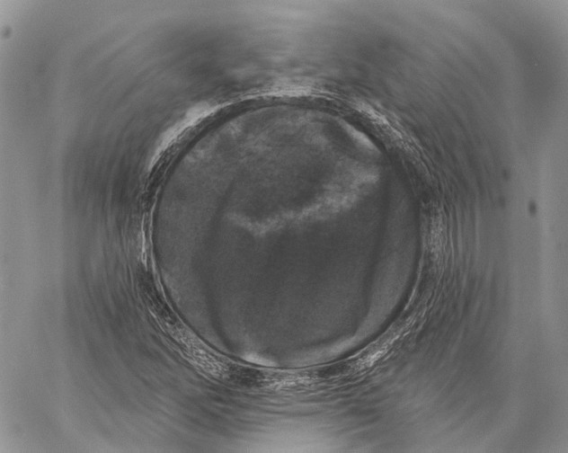 X0000060221262200511181203