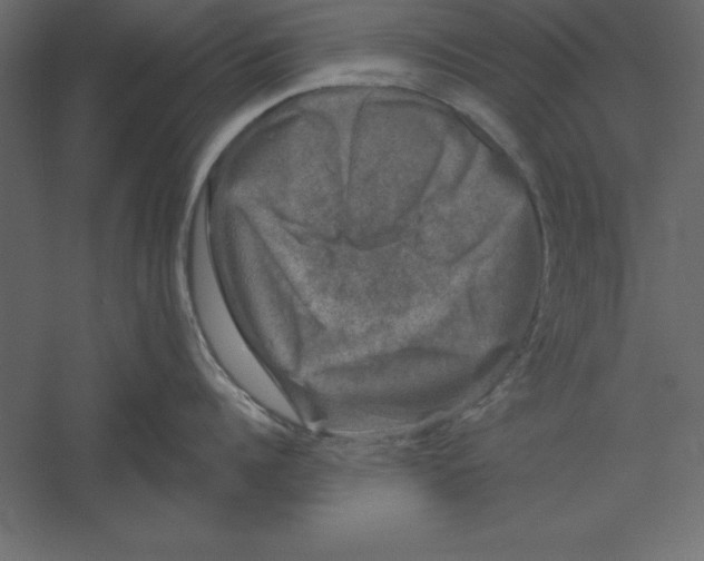 X0000060220960200511241236