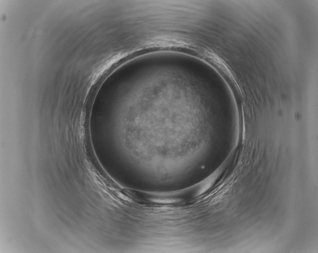 X0000060240387200510281124