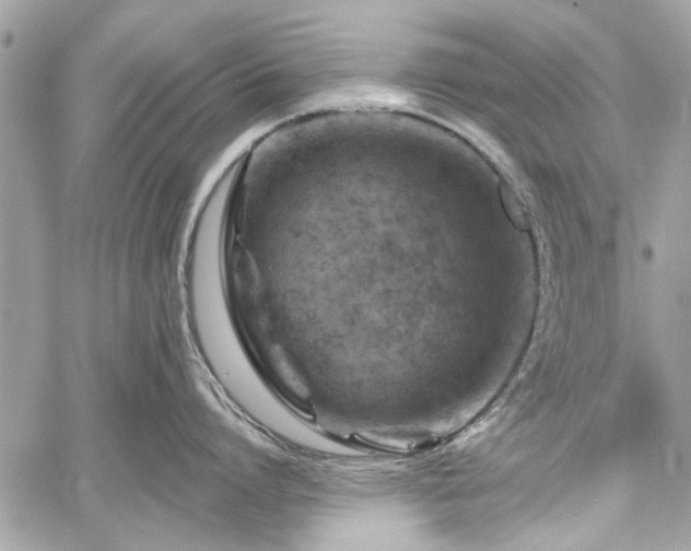 X0000060240864200510281117