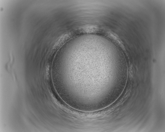 X0000060240018200510311534