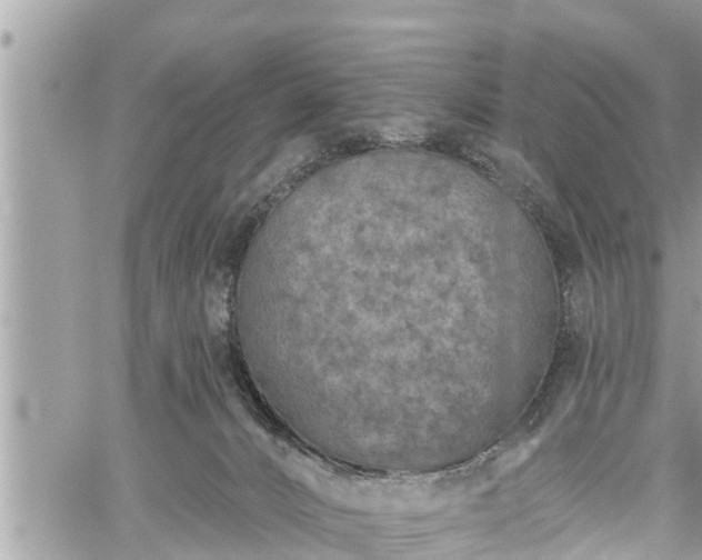 X0000060240032200510311533