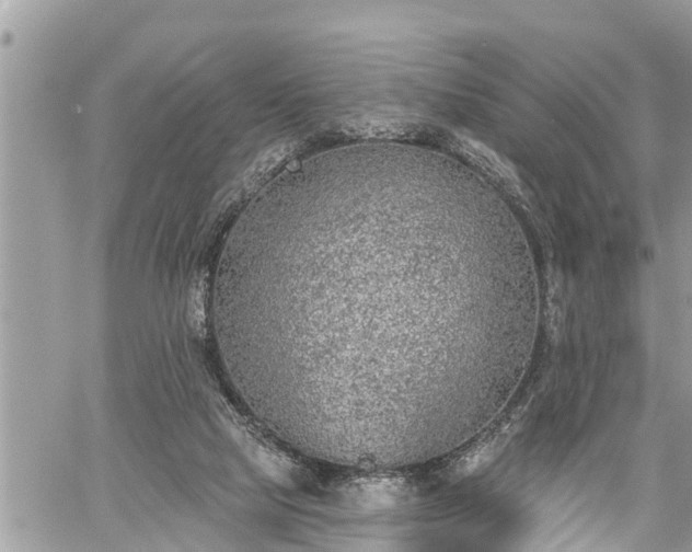 X0000060240065200510311533