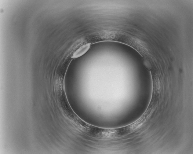 X0000060240172200510311531