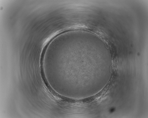 X0000060240196200510311531