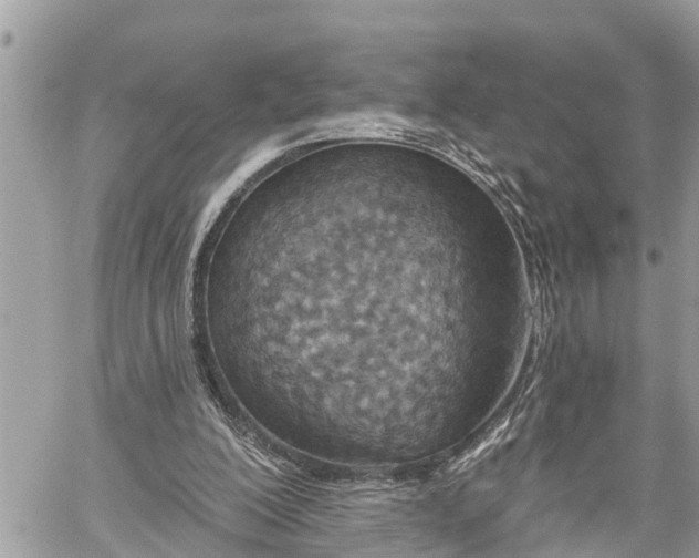 X0000060240200200510311531