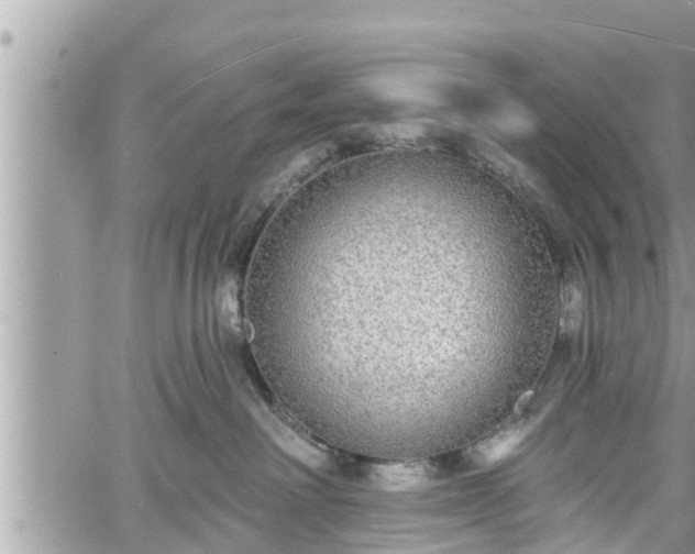 X0000060240238200510311530