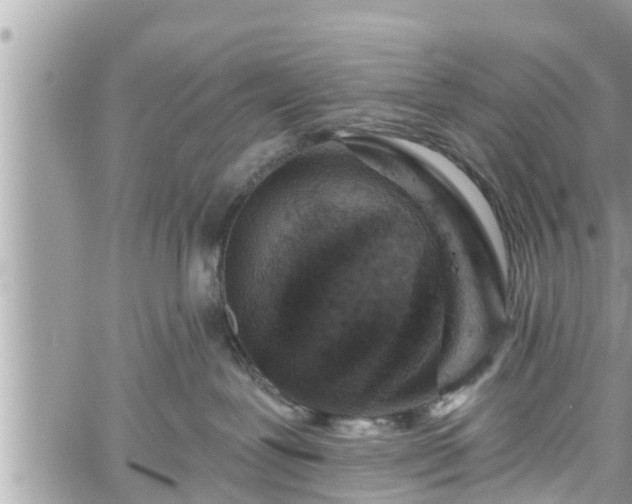 X0000060240239200510311530