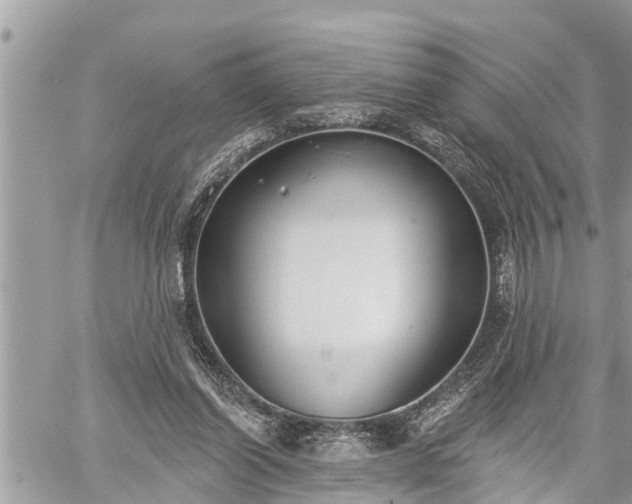 X0000060240254200510311529