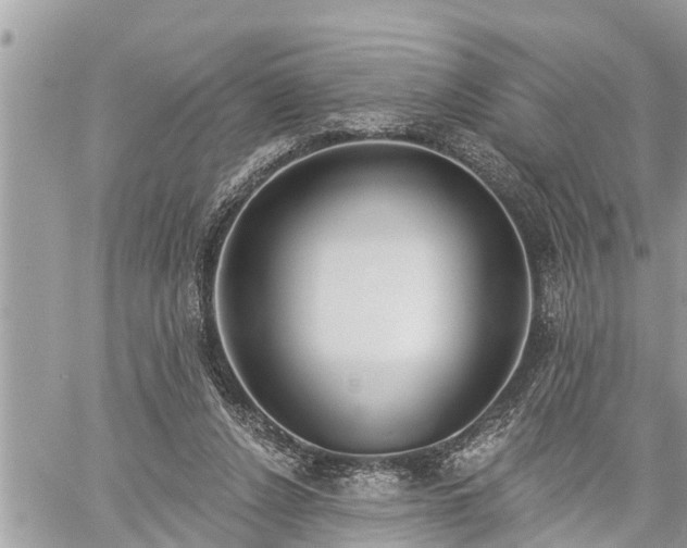 X0000060240256200510311529