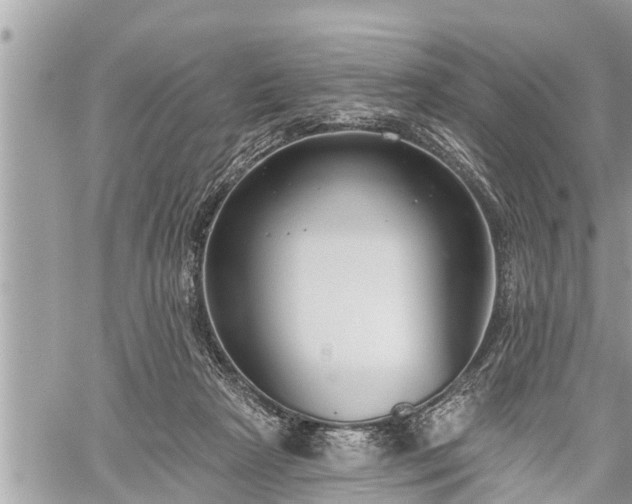 X0000060240265200510311530