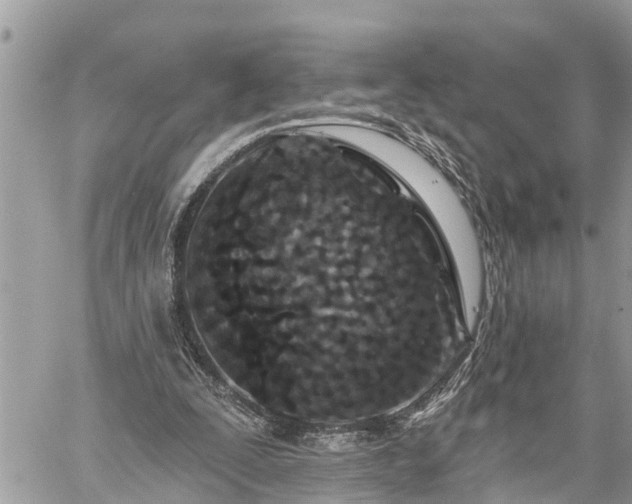 X0000060240295200510311529