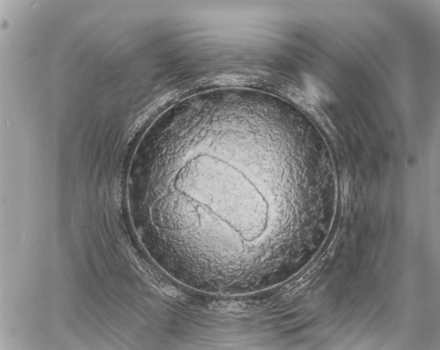 X0000060240297200510311529