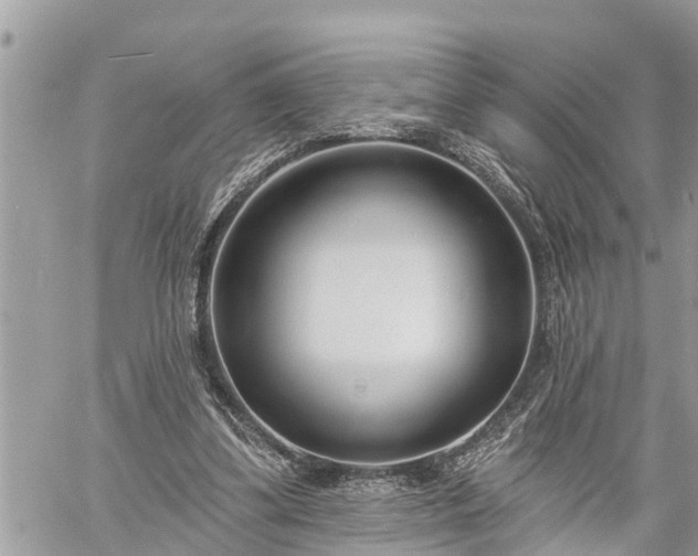 X0000060240299200510311529