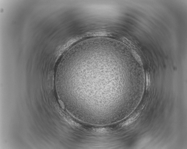 X0000060240301200510311529