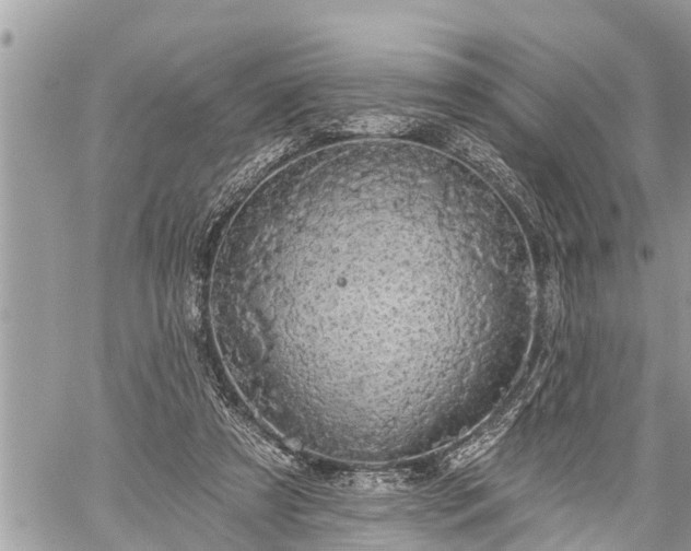 X0000060240305200510311529