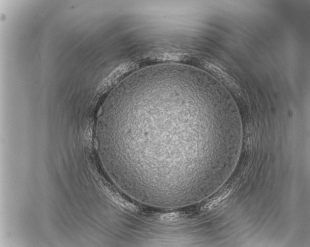 X0000060240309200510311529