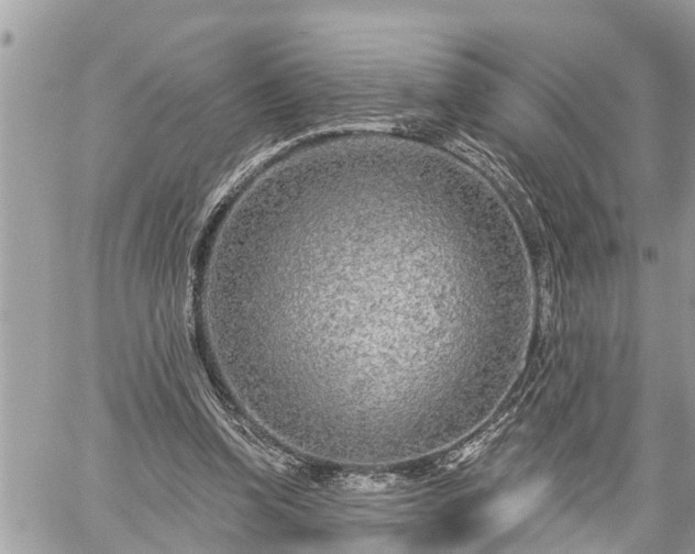 X0000060240346200510311528