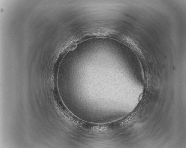 X0000060240354200510311528