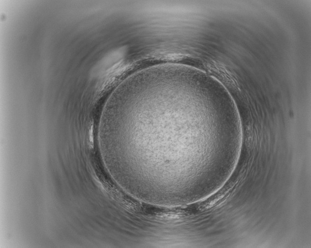 X0000060240358200510311528