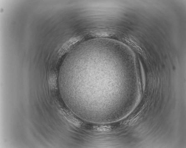 X0000060240359200510311528