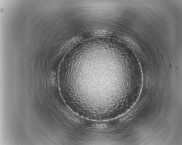 X0000060240361200510311528