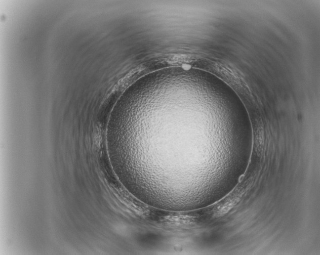 X0000060240367200510311528