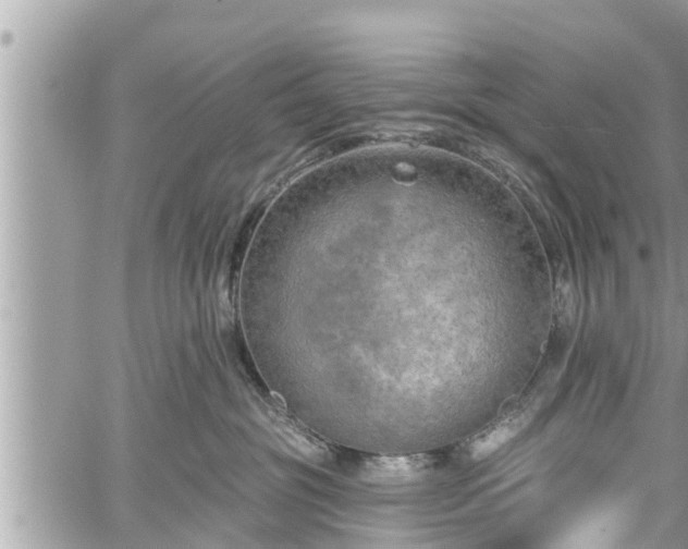 X0000060240381200510311528