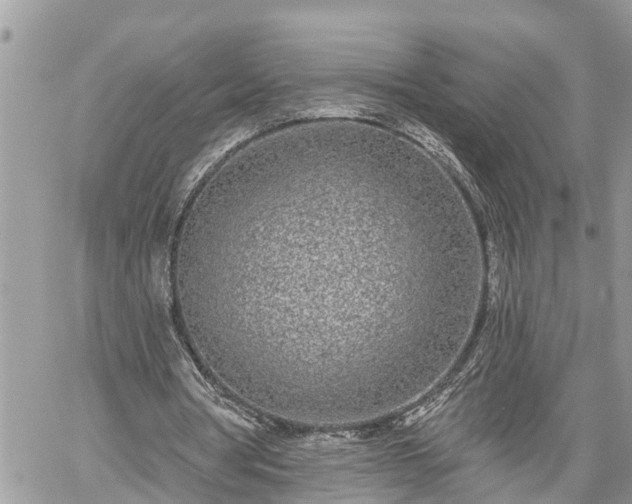 X0000060240386200510311528